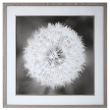 DANDELION SEEDHEAD